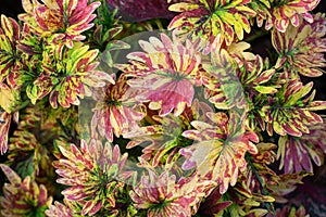 Coleus or Painted Nettle tropical tree (Plectranthus scutellarioides) Lamiaceae family plant