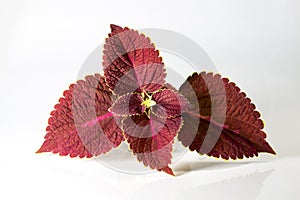 Coleus or Painted Nettles leaves. Plectranthus scutellarioides, or Miana leaves or Coleus Scutellarioides