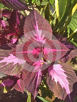 Coleus pattern background