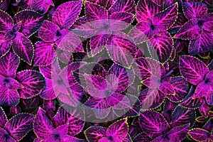 Coleus pink and black leaves decorative background close up, painted nettle flowering plant, bright purple foliage texture