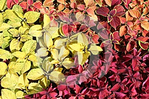 Coleus plant