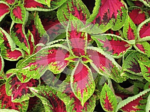 Coleus Plant