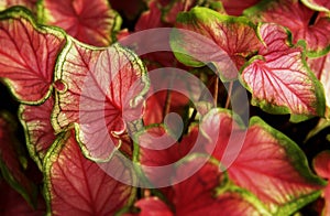 Coleus plant