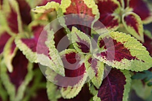 Coleus plant