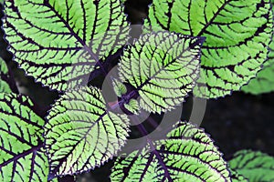 Coleus plant