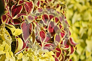 Coleus plant