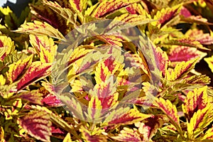 Coleus Plant