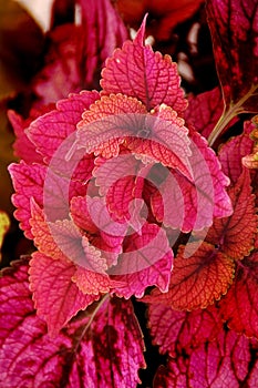 Coleus Plant