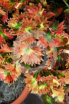 Coleus Plant
