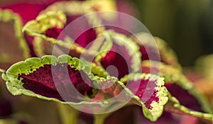 Coleus plant