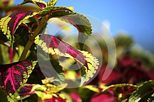 Coleus plant