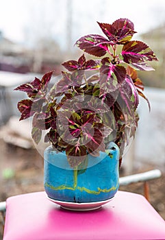 Coleus plant in creative flower pot as teapot against mountain landscape