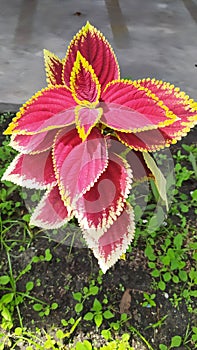 Coleus plant is generally divided into medicinal plants