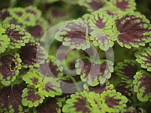 a coleus plant leaf, with red leaves in the center and green around the edges photo