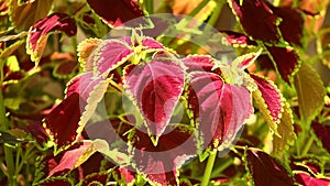 Coleus Plant Leaves Summer Garden Scenery Close Up