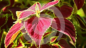 Coleus Plant Leaves Sunlit Garden Scene Close Up