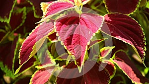 Coleus Plant Leaves Sunlit Garden Scenery Close Up