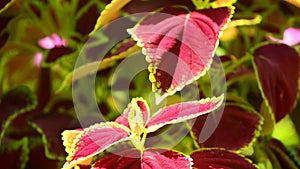 Coleus Plant Leaves Sunlit Garden Scenery Close Up