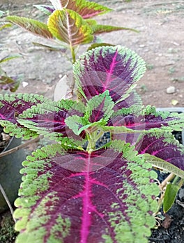 Coleus Plant of the tropics and subtropics of the Old World