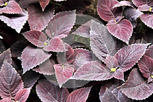 Coleus plants background