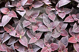 Coleus plants background