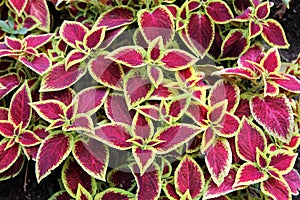 Coleus plants background