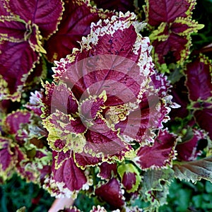 coleus plants