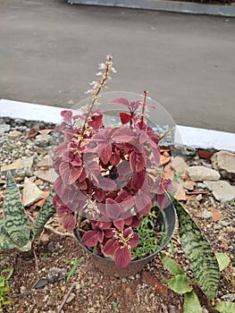 Coleus plants are shrubs that grow in slightly humid or slightly hot environments