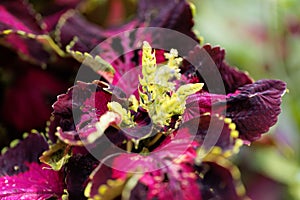 Coleus Plectranthus scutellarioides