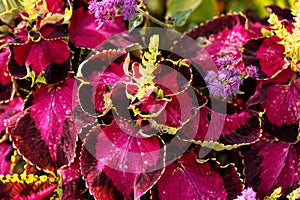 Coleus Plectranthus scutellarioides