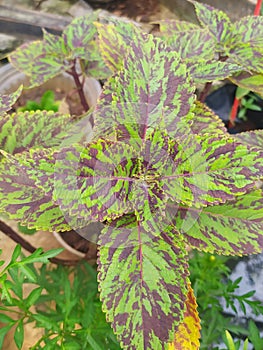 Coleus, Plectranthus scutellarioides, characteristically bright colors photo