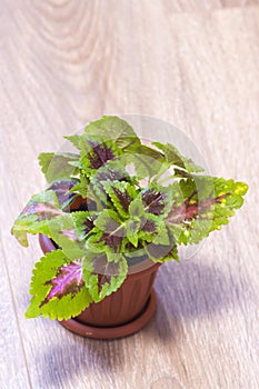 Coleus in a pot. Red and green leaves of the coleus plant, Plectranthus scutellarioides Painted nettle Flower. Beautiful flower Co