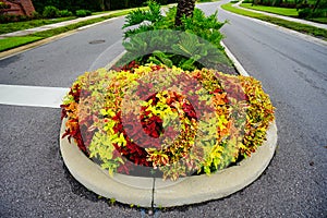 Coleus scutellarioides