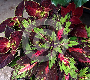 Coleus scutellarioides