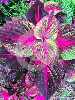 Coleus scutellarioides commonly known as coleus