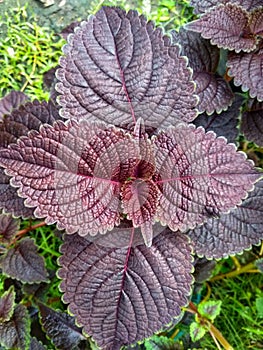 Coleus scutellarioides has potential as a medicinal plant. Metabolites used as drugs generally accumulate in secretory structures photo