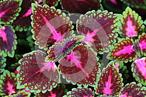 Coleus scutellarioides (L.) Benth. leaves