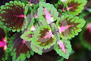 Coleus scutellarioides (L.) Benth. leaves photo