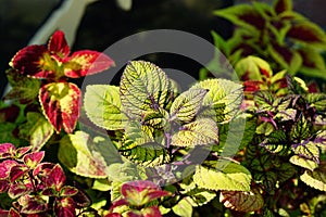 Coleus scutellarioides leaves