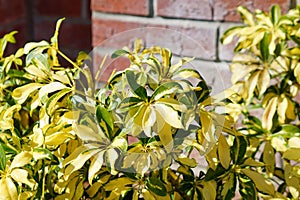 Coleus scutellarioides leaves