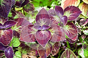 Coleus Solenostemon scutellarioides