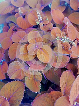 Coleus Spite Fire, Plant, Herbacea, Coper Leaves, Orange Purple Leaves, Garden photo