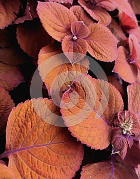 Coleus Spite Fire, Plant, Herbacea, Coper Leaves, Orange Purple Leaves, Garden photo