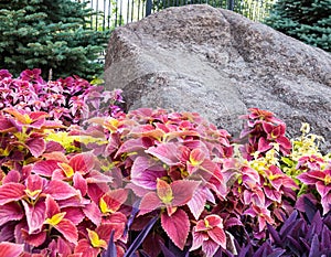 Coleus and tradescantia near the stone