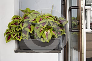 Coleus in the tub decorates the wall of a residential building