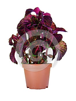 Coleus Verschaffeltii