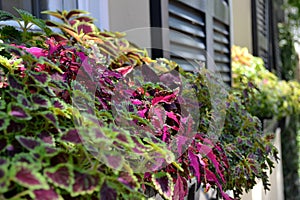 Coleus Window Flower Box