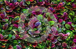 Coleus wizard pastel tropical plant background