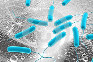 Coli bacteria photo