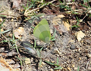 Mud puddling action by a Coliadinae subfamily butterfly photo
